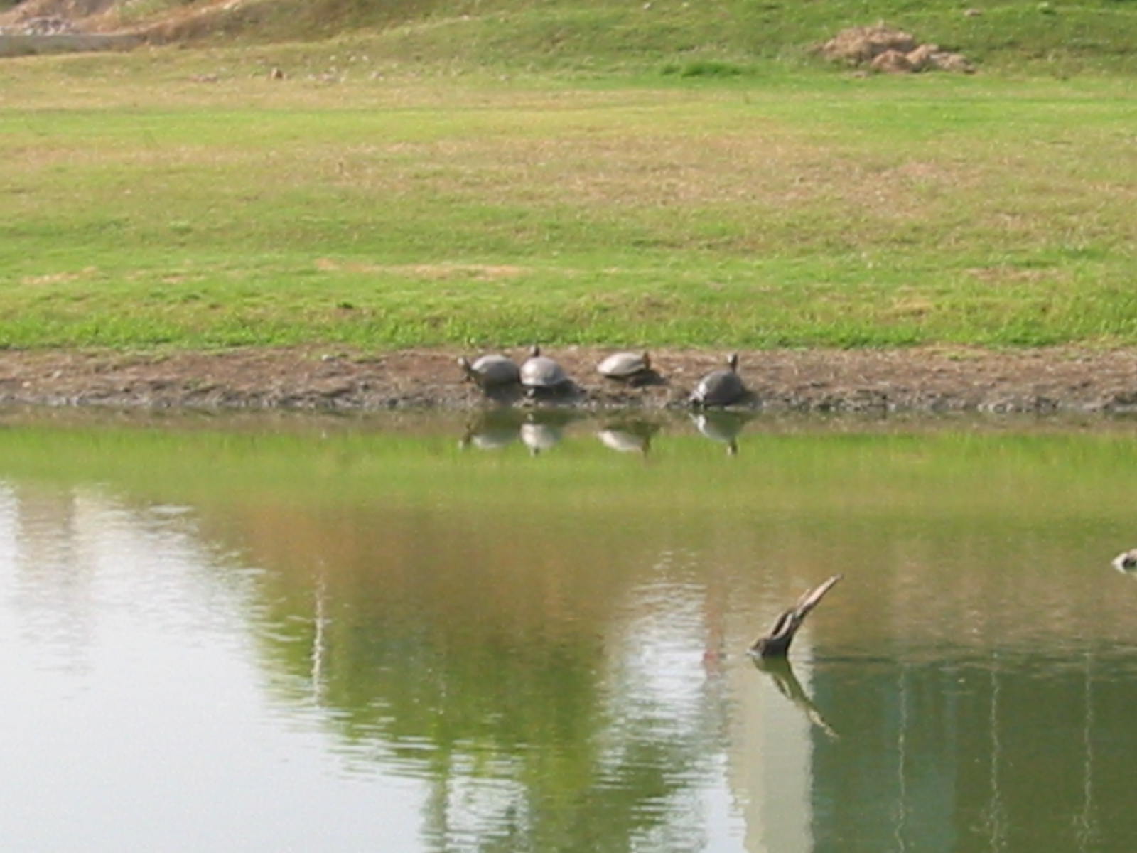Puerto Vallarta - golf course pond - turtles